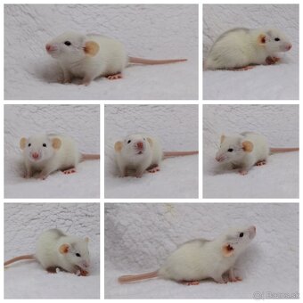 Potkan Potkany Potkaniky - 4