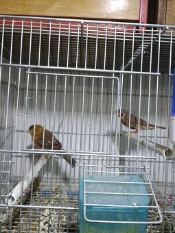 Predám drobotinu - 4