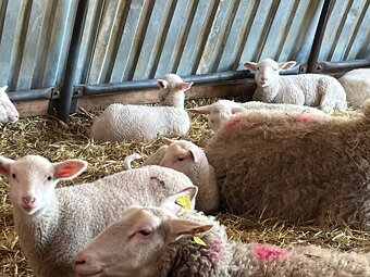 Jahňatá  / kozľatá - 4