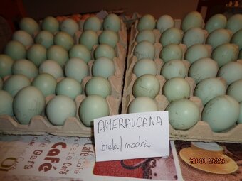Ameraucana násadové vajcia - 4