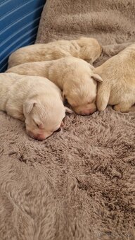 Labrador šteniatka, posledná voľná fenka - 4