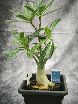 Púštna ruža - Adenium obesum bonsaj - 4