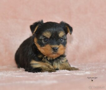 YORKSHIRE TERRIER s PP rodokmenom - yorkshirsky terier - 4