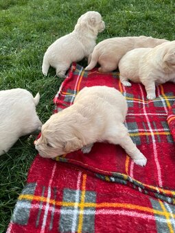 Zlatý retriever - 4