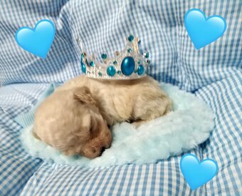 ❤️Pudlik mini toy ❤️ - 4