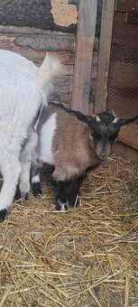 Mini koza Holandska - 4