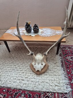Predám trofeje jeleňov - 4