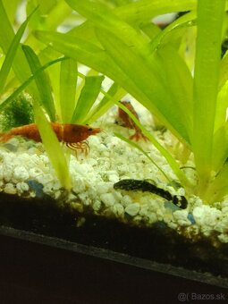 Vymenim alebo darujem - 4