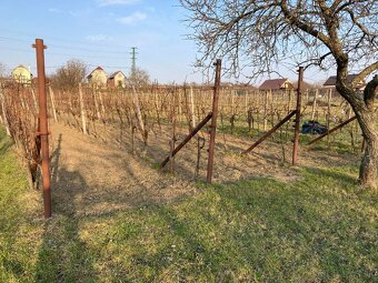 Vinica v srdci Skalických vinohradov - 4