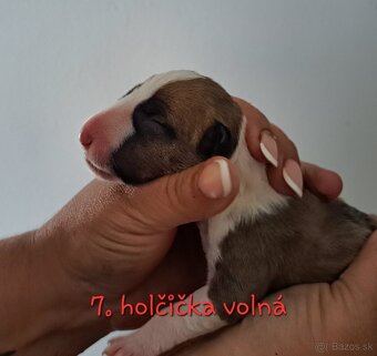 Bullterrier štěňátka s PP - 4