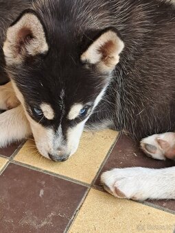Šteniatka sibírsky husky - 4