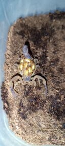 Tityus Stigmurus - 4