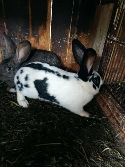 Predam samce zajacov na chov - 4