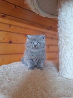 Britské mačiatka s PP - 4