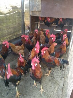 Vlaška Jarabičia - 4