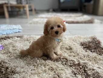 Toy pudlíčik, pudel - 4