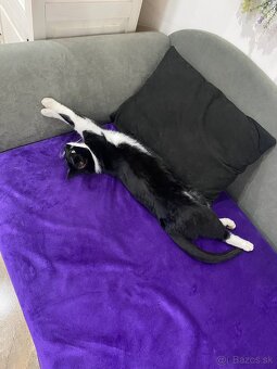 Darujem mačičku - 4