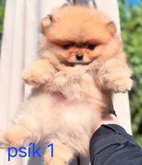 Pomeranian mini - 4