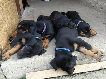 Doberman šteniatka - 4