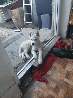 sibirsky husky - 4
