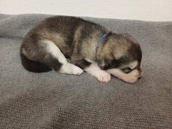 Aljašský malamut - šťěňátka s PP - 4