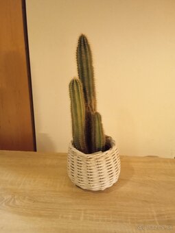Darujem kaktusy - 4
