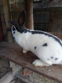 Nemecký obrovitý strakáč - 4