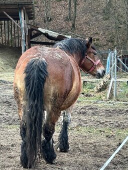 Predám vymením ťažnu kobylu - 4