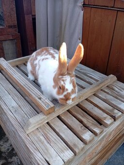 Burgunsky -Maklembursky - 4