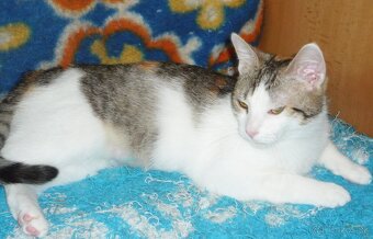 TROJFAREBKA - PRÁVE PRE VÁS - 4