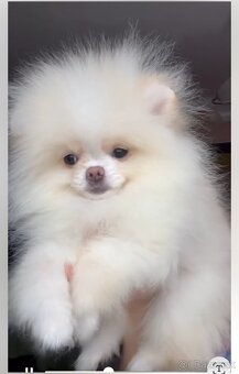 Pomeranian - 4