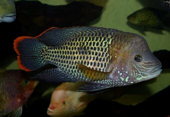 Aequidens rivulatus - 4