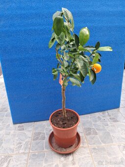 Calamondin Citrus Mitis - 4