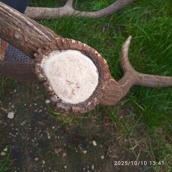 Trofeje a,parozie - 4