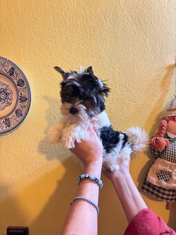 Yorkshirsky terier, yorkshirsky terier mini, biewer - 4