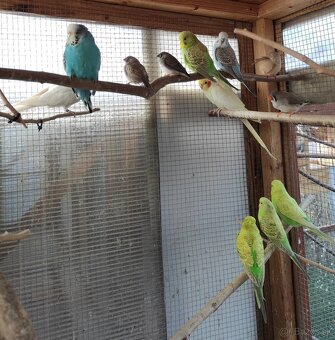 Predám mladé andulky - 4