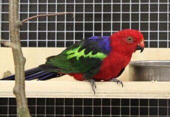 Chovateľ odcervenie profi - 4