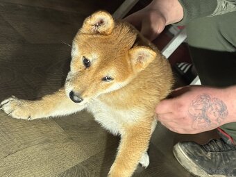 Predám šteniatko shyba inu - 4