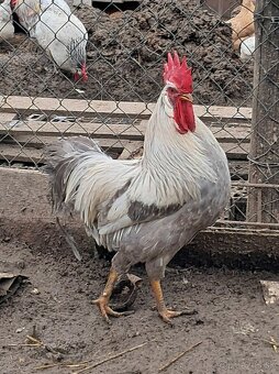 Vlaska perlovoseda - 4