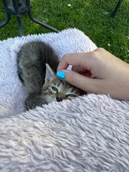 Hľadáme milujúci domov 🐱🩷 - 4