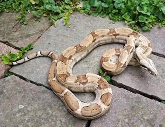 Boa imperator - Ghost het VPI, VPI Jungle het Anery - 4