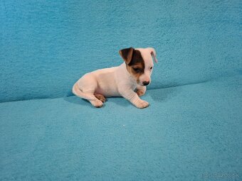 Jack russell terier - 4