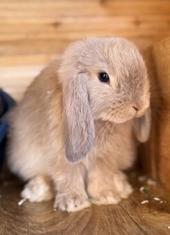 🐰 MINILOP KRÁLIK - 4