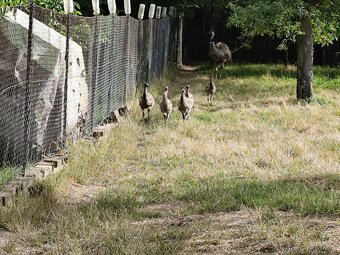 Emu hnedý - 4