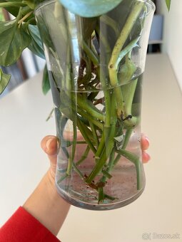 monstera standleyana - 4