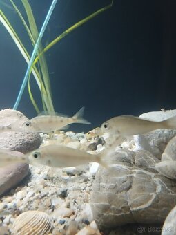 cichlida africká - 4