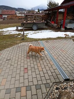 Darujem fenku shiba inu - 4