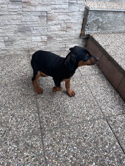 Predám šteniatko Dobermana - 4