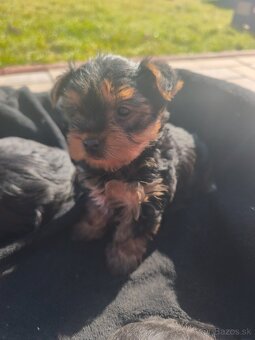 Yorkshire terrier - 4