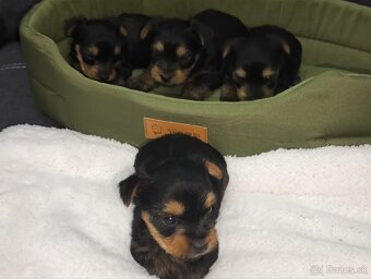 Mini Yorkshire terrier - 4